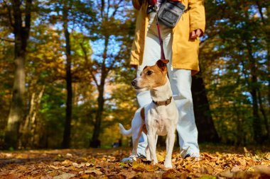 Jack Russell Terrier sahibi ile birlikte renkli sonbahar yapraklarıyla kaplı ormanda yürüyor. Sabah yürüyüşünde sevimli bir hayvan. Evcil hayvanıyla dışarıda eğlenen bir kadın