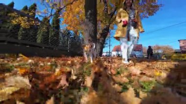 Küçük Jack Russell Terrier sahibi ile yürürken sonbahar parkında yaprakların üzerinde koşuyor. Dişi köpek gezdirici güneşli bir günde köpekle yürür. Sabah yürüyüşünde sevimli bir hayvan.