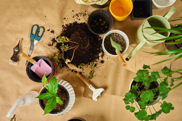 Close-up of gardening tools, potted plants and soil scattered on floor during repotting plant process. Concept of home gardening, and spring houseplant care
