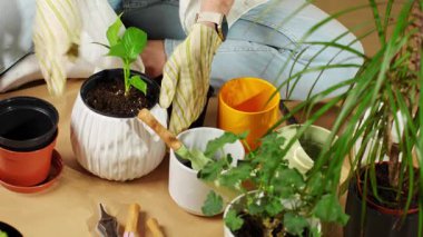 Eldiven giyen bir kadının yeşil bitkiyi bahçe aletleriyle yeniden saklama görüntüsü. Evde bahçe işleri, bitki bakımı ve sürdürülebilir yaşam kavramı
