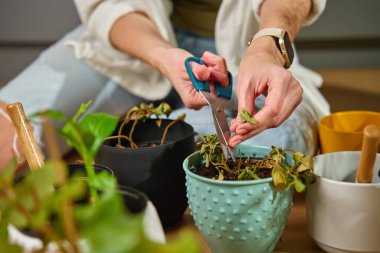 Dekoratif saksıda debelenen bitkilerden kurumuş yapraklar kesmek için makas kullanan kadın. Bahçıvan evdeki solmuş bitkileri buduyor. Bitki bakımı ve bahçe bakımı kavramı