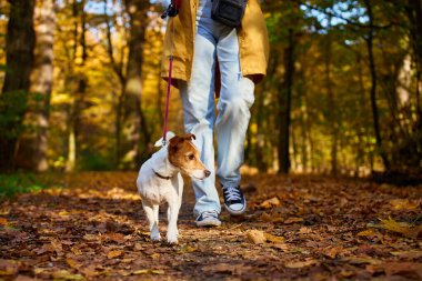 Sonbahar sezonunda küçük köpeğini şehir parkında gezdiren bir kadın. Jack Russell Terrier, sonbahar ormanında sahibiyle oynuyor. Dişi köpek bakıcısı sabah köpeğiyle yürür, tasmalı köpeğe yol gösterir. Hayvan bakımı