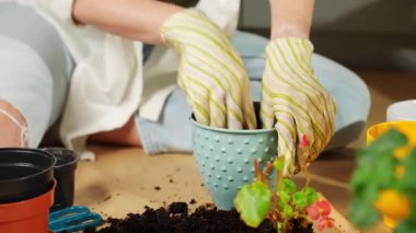 Eldiven takan bir insan yeni saksılara çiçek, bahçe aletleri ve toprak naklediyor. Evde bahçe ve bitki bakımı kavramı