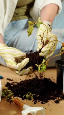 Yeniden saksı dikme işlemi sırasında bitki tutan bahçe eldivenleri giyen bir kadın. Bahçıvan evde çiçek naklediyor. Bahçe aletleri ve saksı bitkileriyle çevrili yerde oturuyor.