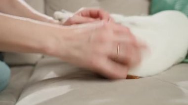 Evdeki kanepede küçük köpekle oynayan bir kadın. Jack Russell Terrier koltukta otururken sahibinin elini şakacı bir şekilde ısırıyor. Evcil hayvan davranışı ve köpek ve sahibi arasındaki ilişki kavramı
