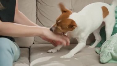 Evdeki kanepede küçük köpekle oynayan bir kadın. Jack Russell Terrier koltukta otururken sahibinin elini şakacı bir şekilde ısırıyor. Evcil hayvan davranışı ve köpek ve sahibi arasındaki ilişki kavramı