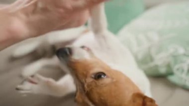 Evdeki kanepede küçük köpekle oynayan bir kadın. Jack Russell Terrier koltukta otururken sahibinin elini şakacı bir şekilde ısırıyor. Evcil hayvan davranışı ve köpek ve sahibi arasındaki ilişki kavramı