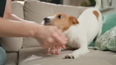 Evdeki kanepede küçük köpekle oynayan bir kadın. Jack Russell Terrier koltukta otururken sahibinin elini şakacı bir şekilde ısırıyor. Evcil hayvan davranışı ve köpek ve sahibi arasındaki ilişki kavramı