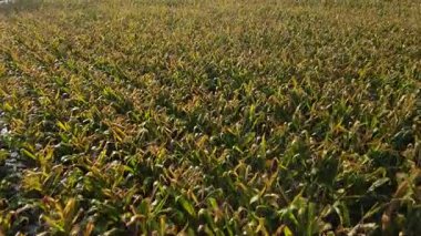 Şiddetli yağmurdan sonra tarlalarda kısmen çamurlu suya batırılmış mısır bitkileriyle dolu mısır tarlaları.