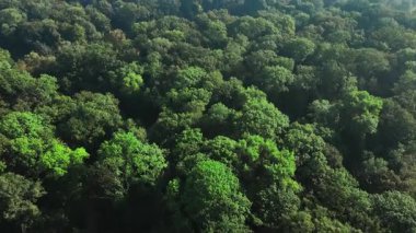 Canlı ağaçlarla dolu yoğun yeşil ormanın havadan görünüşü. Dokunulmamış doğa, biyolojik çeşitlilik ve ekolojik denge kavramı