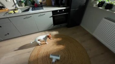 Küçük köpek elektrikli süpürgeyle oynarken, insanın ilk bakış açısı mutfaktaki jute halıyı süpürüyor. Evcil hayvan günlük ev işi yapmasını engeller