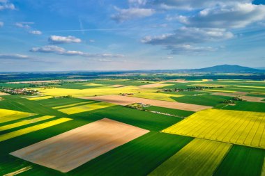 Yeşil tarlalar arasında açan sarı kolza tohumu tarlalarının geniş hava manzarası. Mavi gökyüzünün altında kolza tohumu ekili renkli bir manzara.