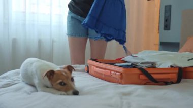 Küçük köpek açık turuncu bavulun yanında yatıyor ve sahibinin yolculuk için kıyafet toplamasını izliyor. Kadın evcil hayvanla seyahat için hazırlanıyor.