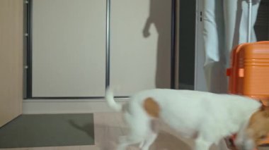 Küçük köpek kapının yanında duruyor ve turuncu bavullu bir kadının evden çıkışını izliyor. Evcil hayvan onun yokluğunda sahibini beklemek için evde kalıyor..