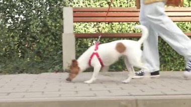 Güneşli bir günde banliyö caddesinde köpeğini gezdiren bir kadın. Sarı montlu kadın, Jack Russell teriyer köpeğiyle birlikte meskun mahallede yürüyor. Günlük hayvan bakımı kavramı, sağlıklı yaşam tarzı.