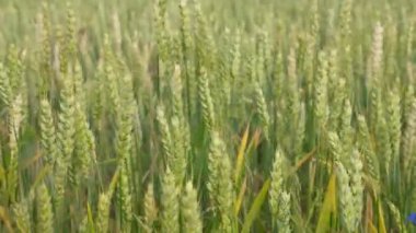 Yaz günü tarlada yetişen yeşil buğday başaklarının yakın çekimi. Tarım, ekin ekimi, organik tarım ve sürdürülebilir gıda üretimi kavramı