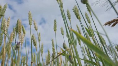 Parlak yaz gökyüzünün altında büyüyen buğday kulaklarının düşük açılı görüntüsü. Doğal tarım ve kırsal tarım kavramı