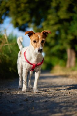 Güneşli bir günde kırsal yolda duran kırmızı koşum takımı takan küçük bir köpek. Jack Russell teriyer köpeği yaz günü parkta yürüyor. Evcil hayvanlarla açık hava aktivitesi