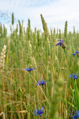 Yaz tarlasında yeşil buğday dallarının arasında açan mavi çiçek. Doğal tarım ve sürdürülebilir kırsal ekosistem kavramı