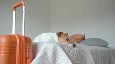 Küçük köpek turuncu bavulun yanında yatıyordu. Gitmeden önce sahibini bekleyen üzgün bir hayvan. Jack Russell Teriyeri seyahate hazırlanıyor