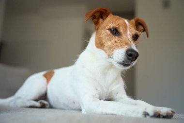 Kanepede yatan Jack Russell Terrier 'ın portresi. Evde rahatlayan komik bir hayvan.
