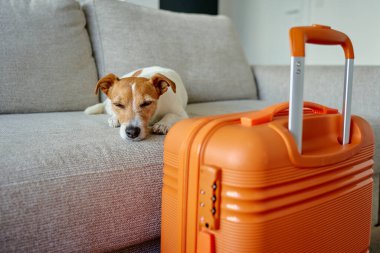 Küçük köpek turuncu bavulun yanında kanepede yatıyor. Üzücü hayvan içeride bavulların yanında dinleniyor. Jack Russell teriyer köpeği evden ayrılmayı bekliyor. Evcil hayvanla seyahat kavramı
