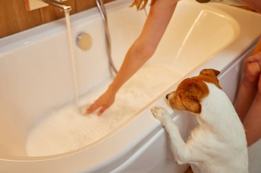 Şirin Jack Russell Terrier köpeği beyaz küvetin yanında duruyor ve sahibinin onu su ve köpükle doldurmasını izliyor. Hayvan bakımı, tımar ve ev banyosu kavramı.