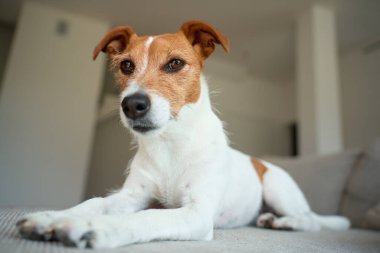 Kanepede yatan Jack Russell Terrier 'ın portresi. Evde rahatlayan komik bir hayvan.