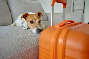 Küçük köpek turuncu bavulun yanında kanepede yatıyor. Üzücü hayvan içeride bavulların yanında dinleniyor. Jack Russell teriyer köpeği evden ayrılmayı bekliyor. Evcil hayvanla seyahat kavramı
