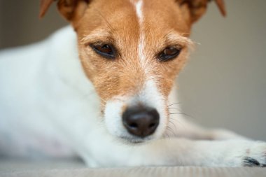 Üzgün Jack Russell Terrier köpeği kanepede yatıyor. Evde sahibini bekleyen yalnız bir hayvan. Yalnızlık, üzüntü ve evcil hayvan duyguları kavramı