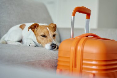 Küçük köpek turuncu bavulun yanında kanepede yatıyor. Üzücü hayvan içeride bavulların yanında dinleniyor. Jack Russell teriyer köpeği evden ayrılmayı bekliyor. Evcil hayvanla seyahat kavramı