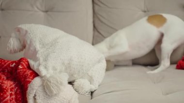 Kanepede kırmızı battaniyeler ve yastıklarla oynayan küçük bir köpek. Aktif Jack Russell teriyer köpeği oturma odasında kanepede yastığı ısırıyor. Hayvan davranışları kavramı