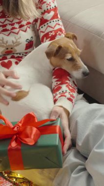 Noel süveteri giyen bir kadın kış tatili için evcil hayvanla hazırlanıyor, elinde lokum dolu bir fincan sıcak çikolata tutuyor. Jack Russell teriyer köpeği hediyelerin ve şenlikli ışıkların yanında kadın kucağında yatıyor.