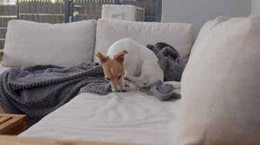 Jack Russell Terrier 'ın kanepede yatarken patisini yalarkenki yakın çekimi. Küçük köpek kanepede dinleniyor ve patisini diliyle temizliyor. Evcil hayvan hijyeni kavramı