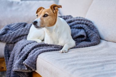 Jack Russell Teriyeri evdeki terasta yumuşak gri battaniyeyle kanepede yatıyor. Küçük köpek kanepede dinleniyor.