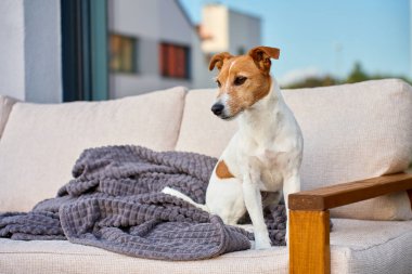 Jack Russell Teriyer evdeki kanepede oturuyor. Küçük köpek konutun yakınındaki bahçede dinleniyor. Evcil hayvan bakımı ve konfor kavramı
