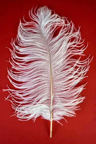 Pluma Avestruz Blanco Sobre Fondo Rojo —  Fotos de Stock