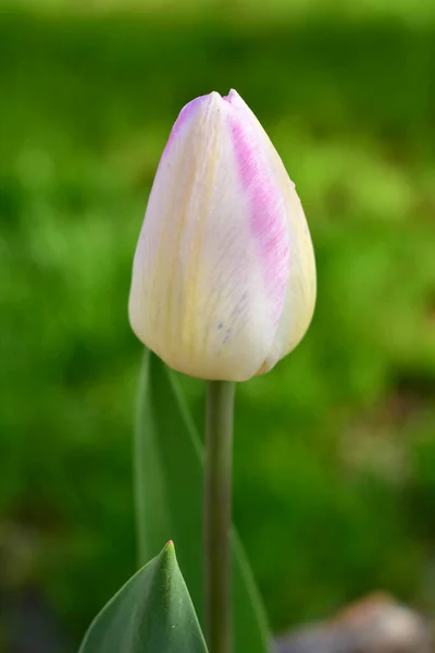 Une Tulipe Blanche Sur Fond Herbe Verte Gros Plan — Photo
