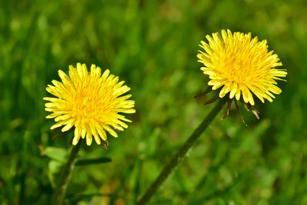 Flores Dientes León Amarillos Sobre Fondo Hierba Verde —  Fotos de Stock