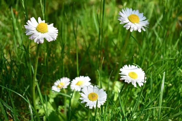 夏日的绿草中 美丽的白色雏菊 — 图库照片