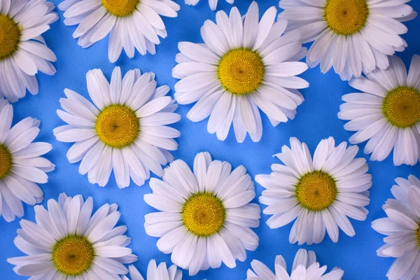 浅蓝色背景上的白色大雏菊 雏菊背景 — 图库照片
