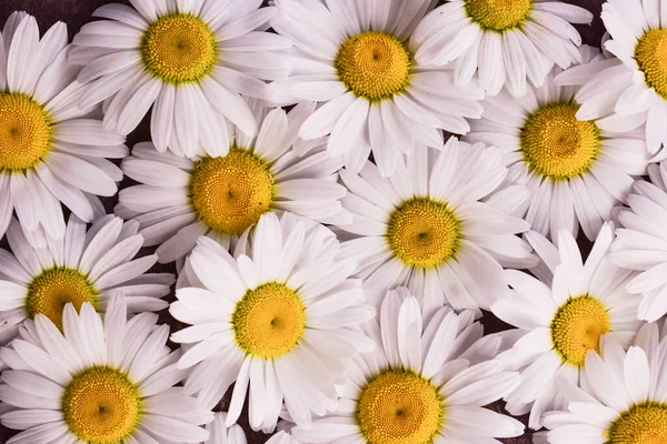 很多白色的洋甘菊花菊花背景 — 图库照片