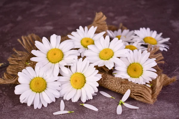 Many white daisies on a gray background.Summer still life.