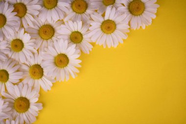 Sarı arka planda beyaz papatya çayı. Boşluğu kopyala.