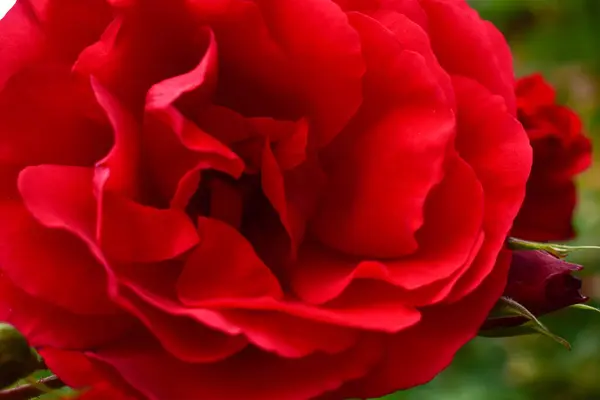 Belle Rose Rouge Gros Plan Macro Fleur Photo Fond — Photo