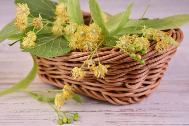 Çay için taze ıhlamur çiçeği sepeti. Yakın plan..