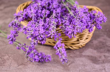 Sepette lavanta çiçekleri. Gri arka planda taze lavanta çiçekleri.