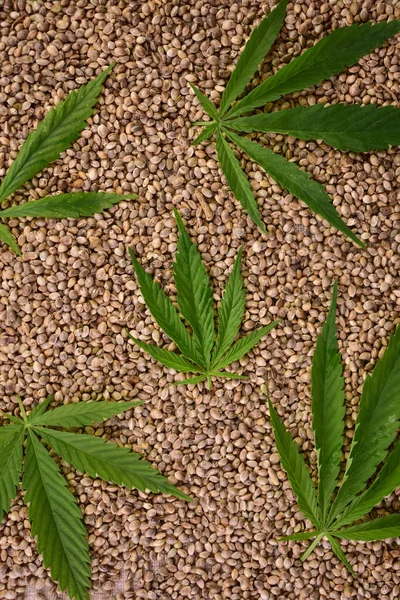 Kenevir tohumlarının arka planında taze kenevir yaprakları. Flet ley.
