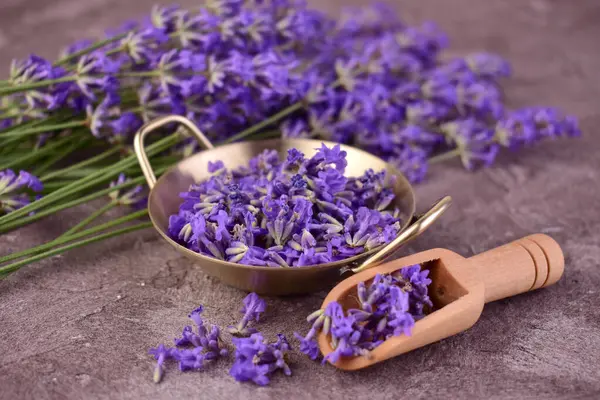 Lavanta çiçeği toplama mevsimi. İlaç bitkileri.