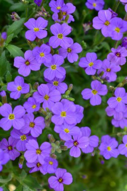 Küçük mor çiçeklerin arka planı. Düz lei.